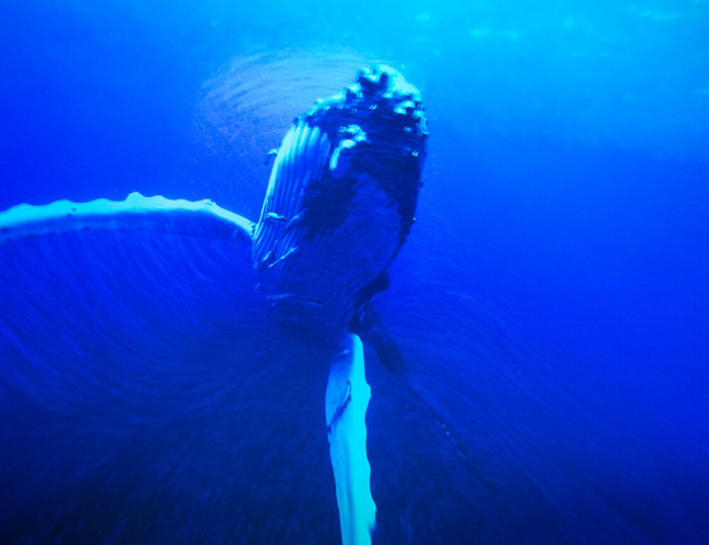 Проекторы Digital Projection отправили зрителей кинофестиваля в путешествие, фото-6